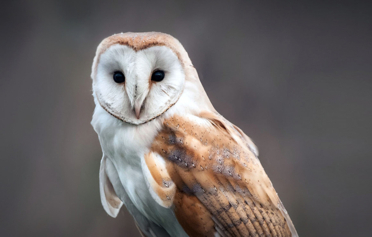 Barn Owl Lehigh Valley Zoo