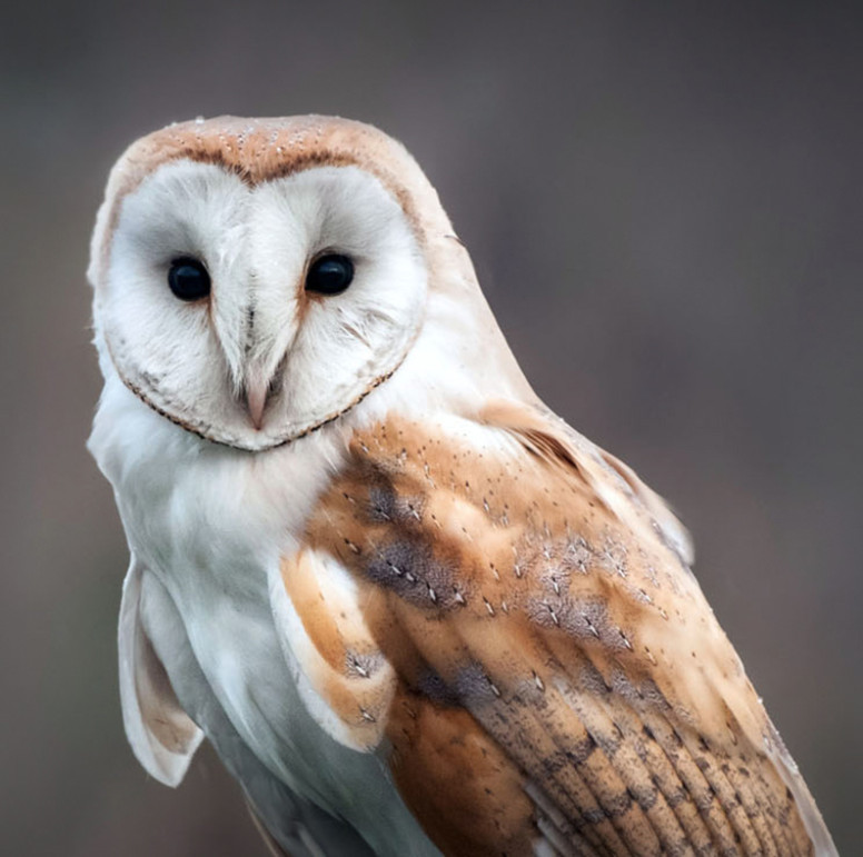 Barn Owl wood sculpture wall art by Jason Tennant - The Owl Pages