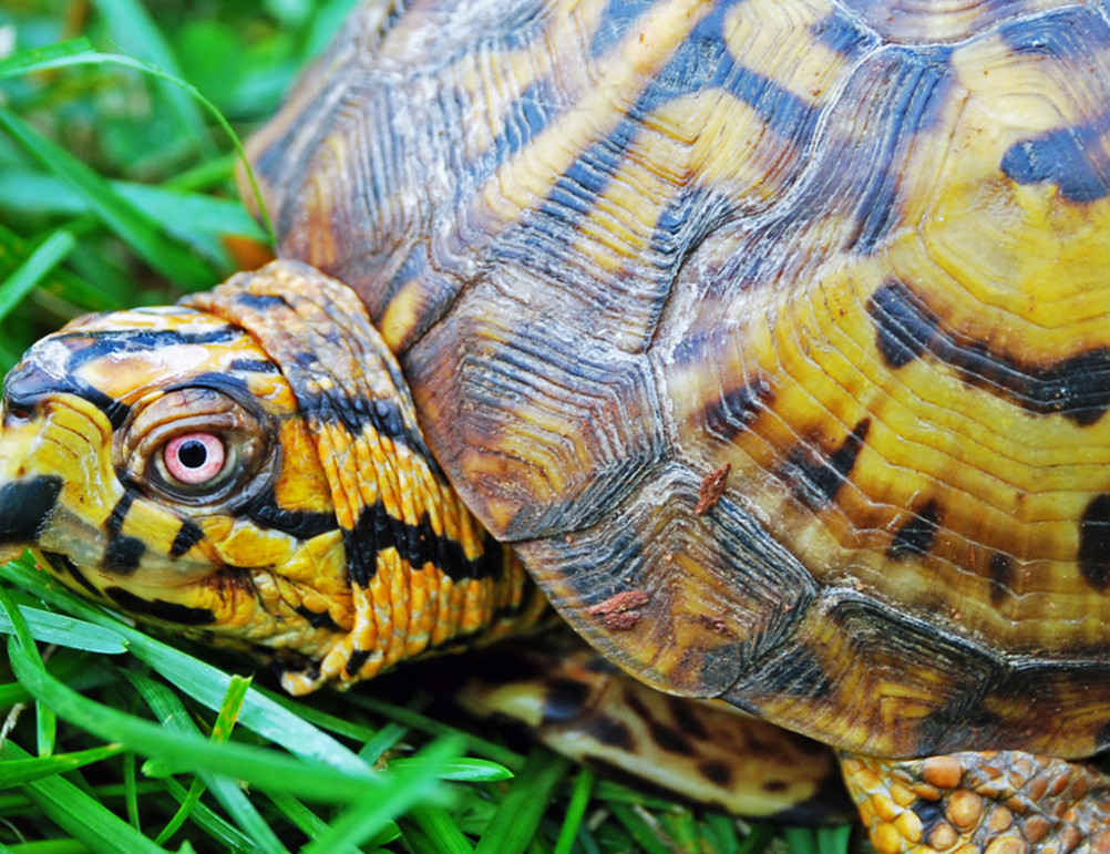 Eastern Box Turtle - Lehigh Valley Zoo