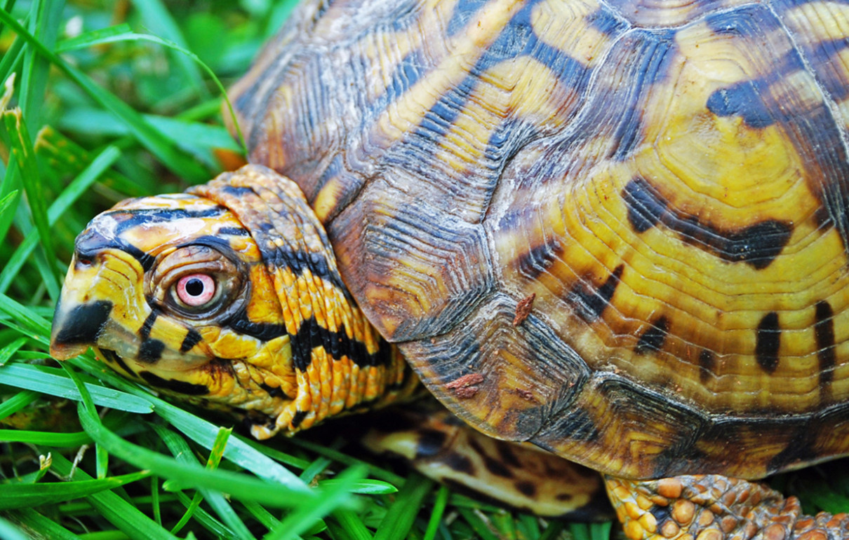 Eastern Box Turtle - Lehigh Valley Zoo