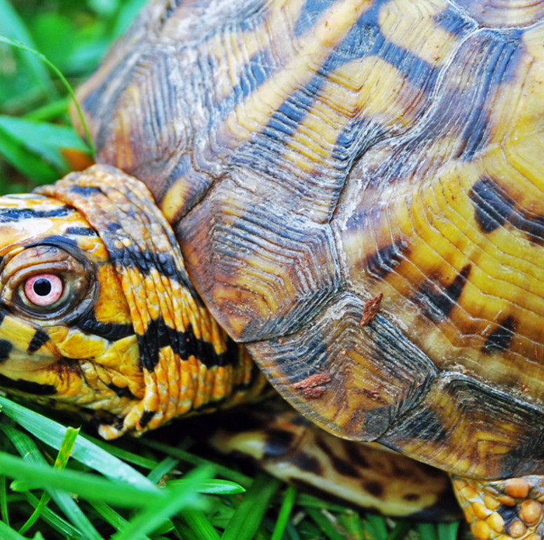 Eastern Box Turtle - Lehigh Valley Zoo