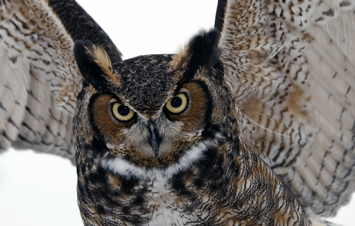 Great Horned Owl Weight – Blog Dandk