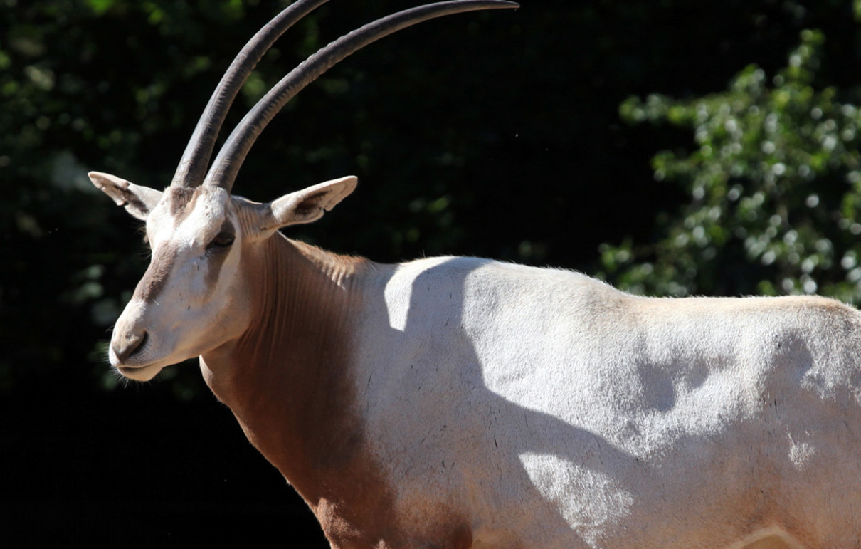 Scimitar-Horned Oryx - Lehigh Valley Zoo