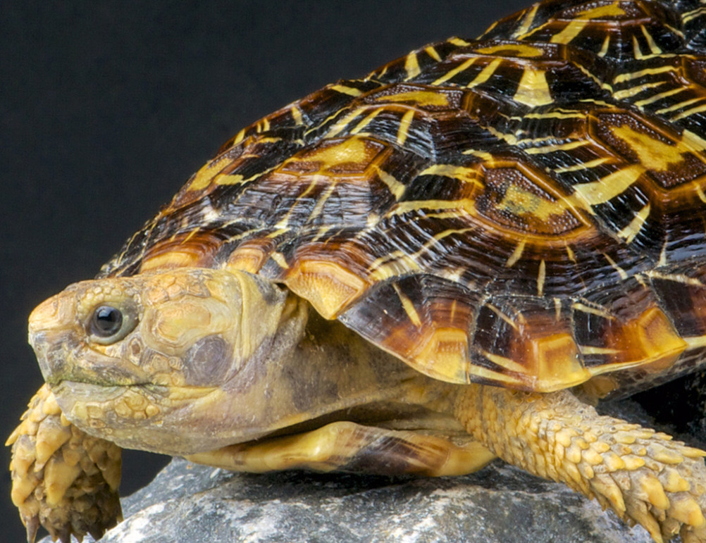 Pancake Tortoise - Lehigh Valley Zoo