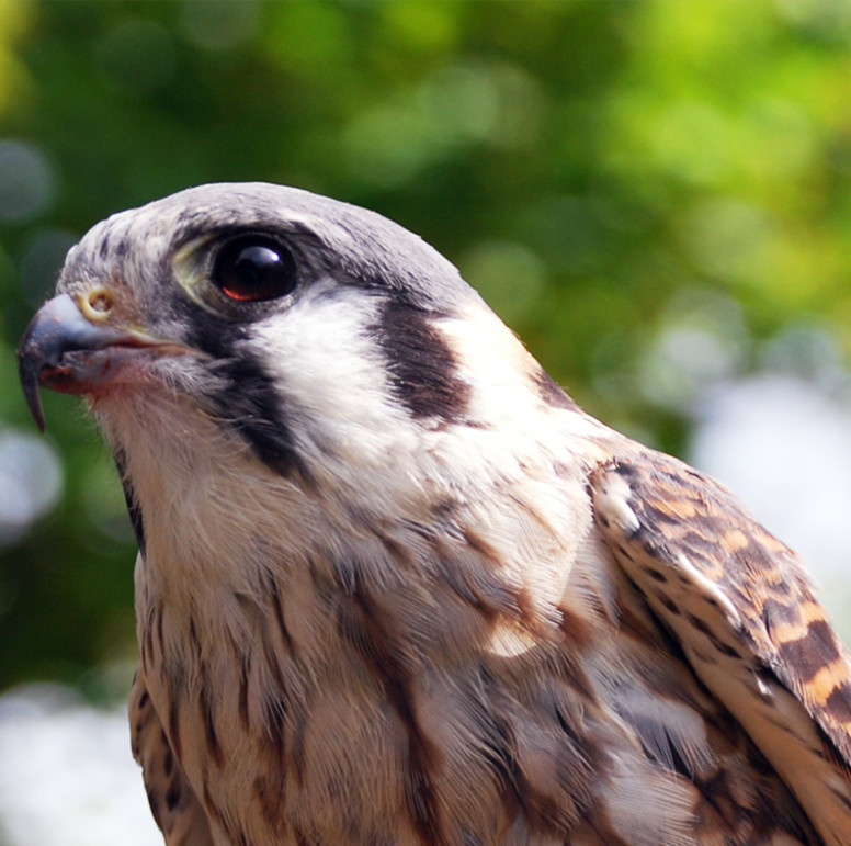 Peregrine Falcon Lehigh Valley Zoo