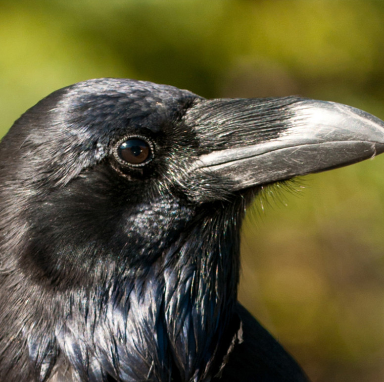 raven bird head