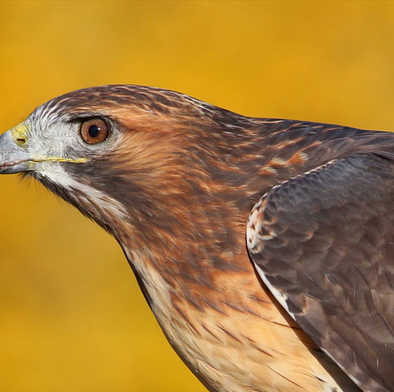 geographic map red shouldered hawk