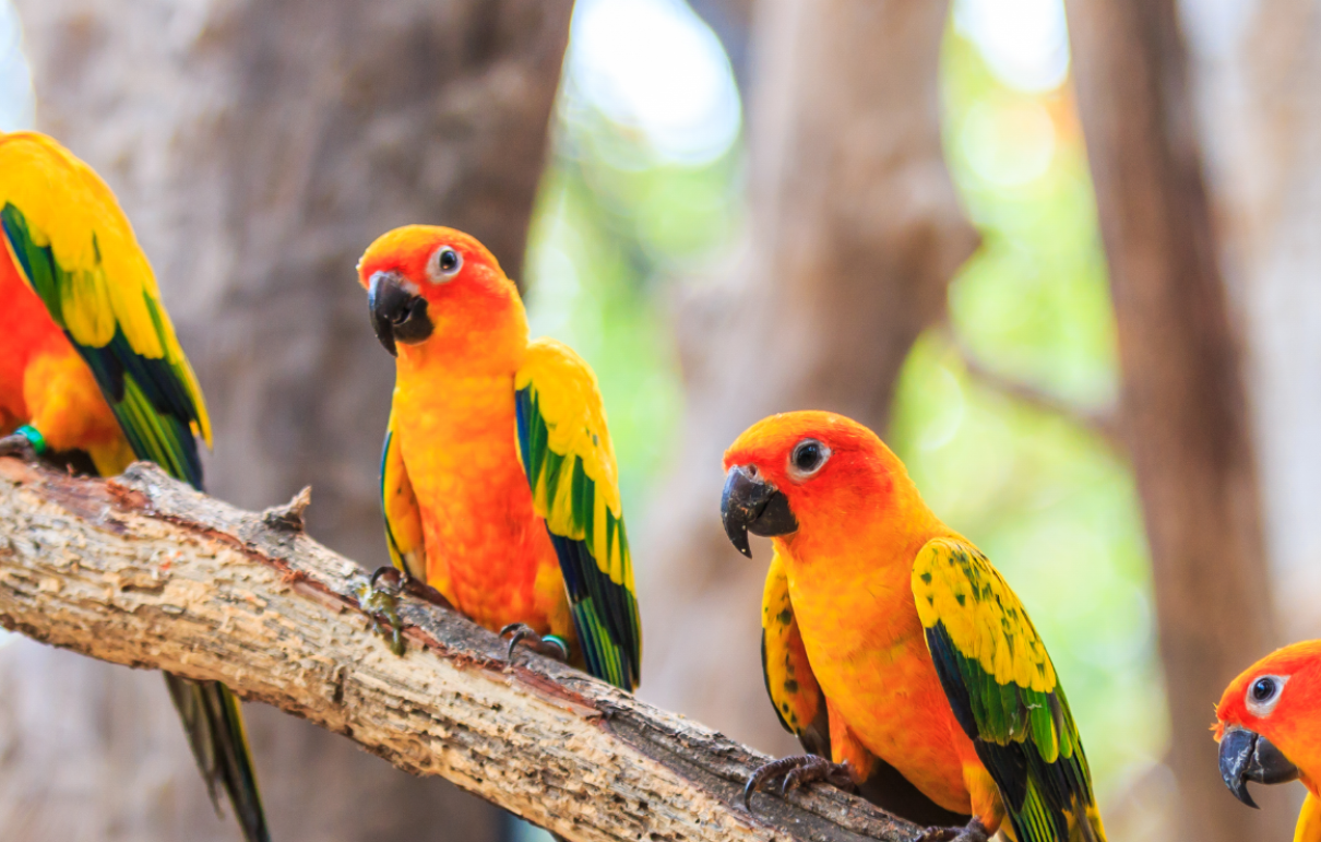 Sun Conure