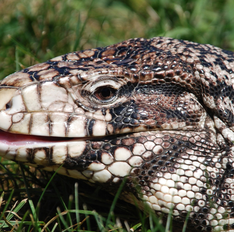 Female Black And White Tegu | atelier-yuwa.ciao.jp