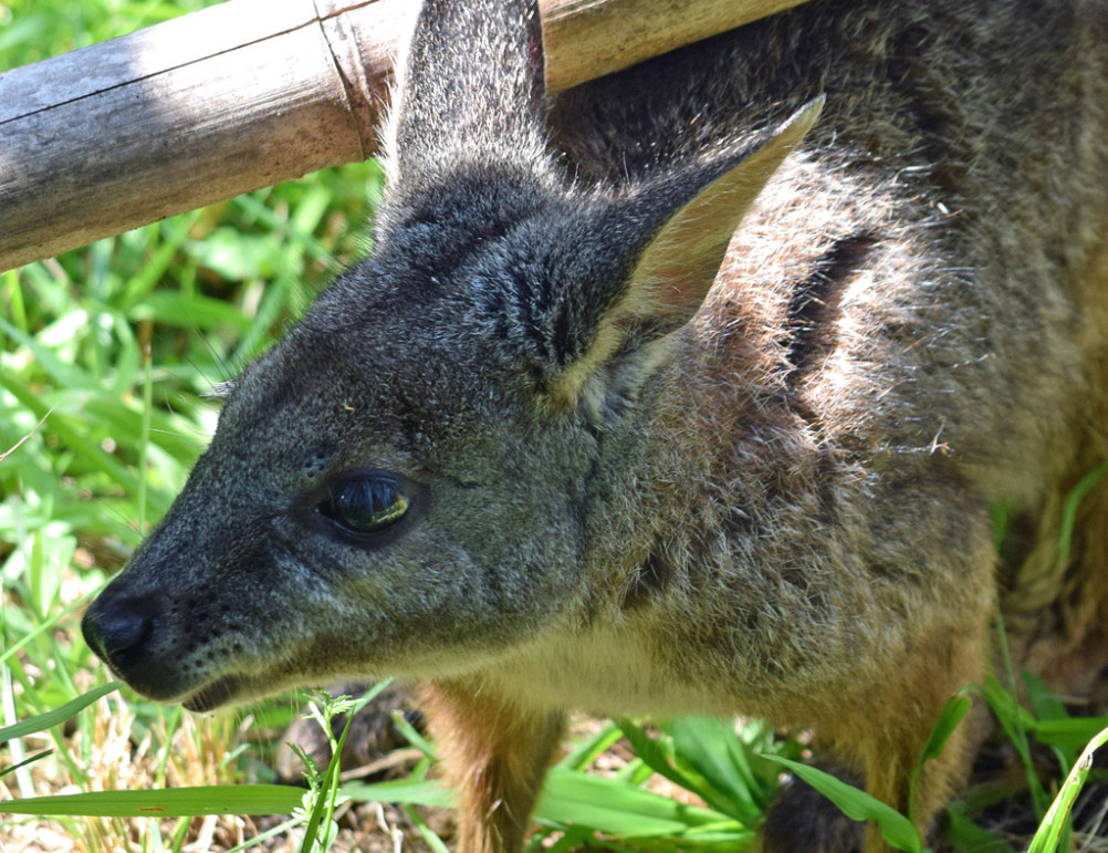 Pet Accessories – Wallaby Shop