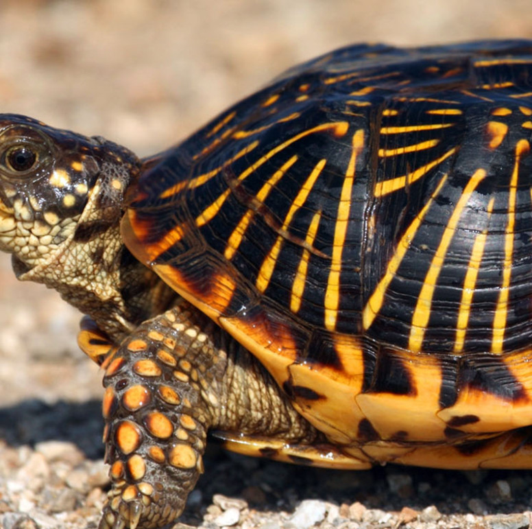 Nature Now! Thinking Outside the Box Turtle