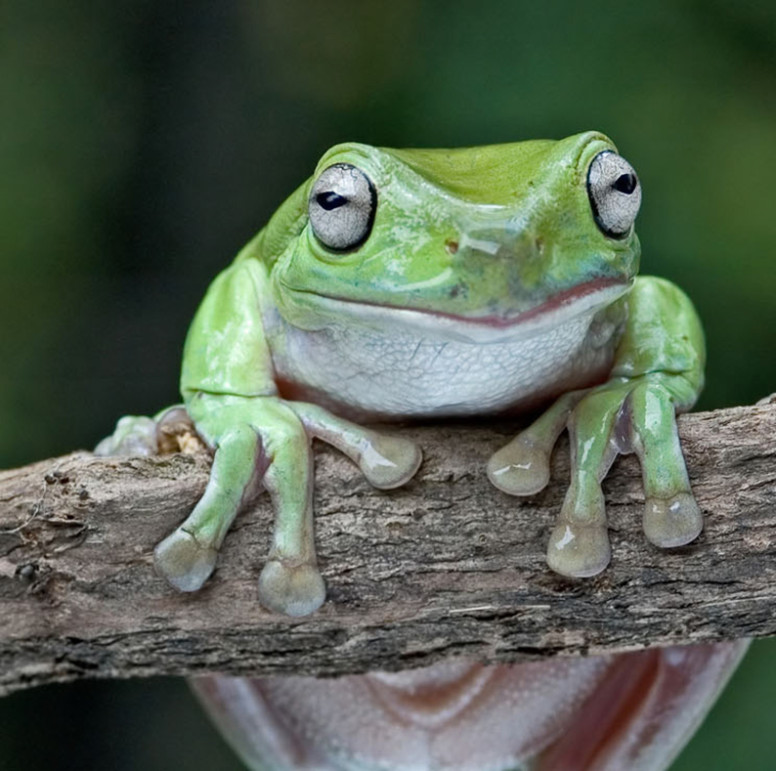 All About the Green Tree Frog