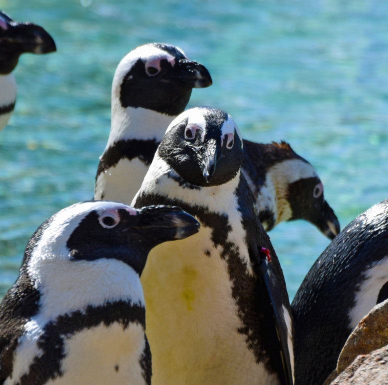 african penguins