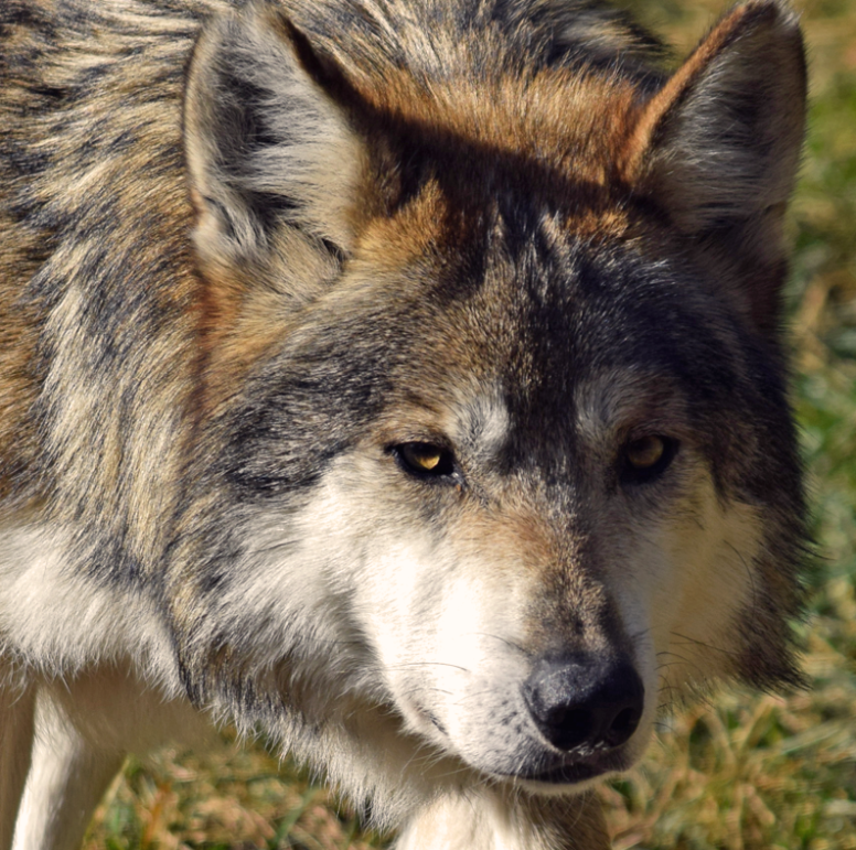 Mexican Grey Wolf Coyote Hybrid