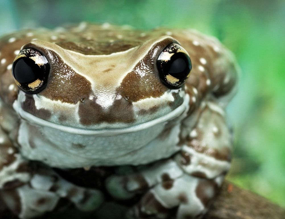 Amazon Milk Frog - Lehigh Valley Zoo