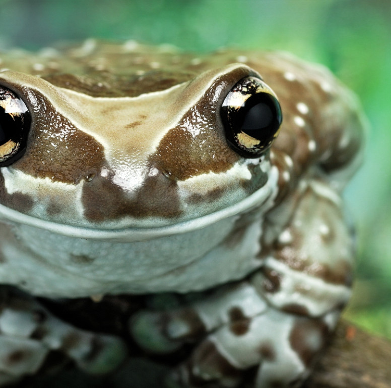 frog catching prey