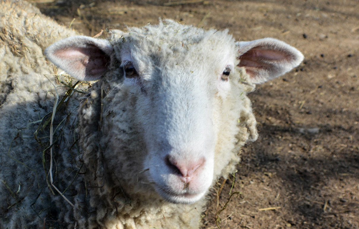 Dorset Sheep - Lehigh Valley Zoo