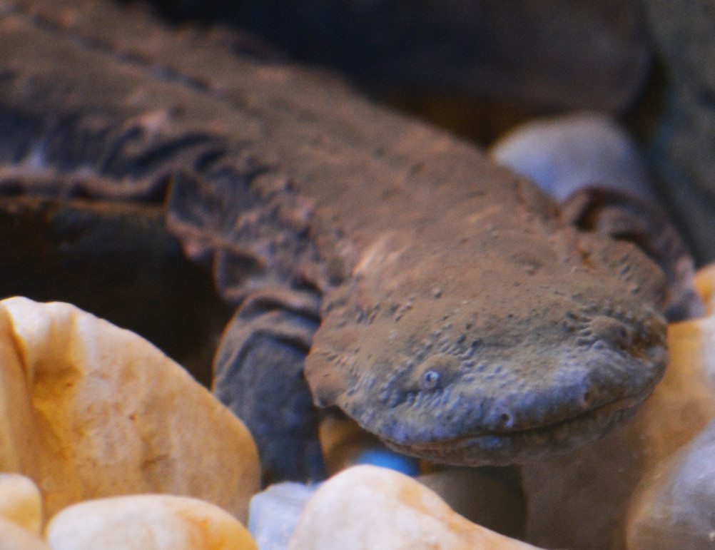 hellbender plush