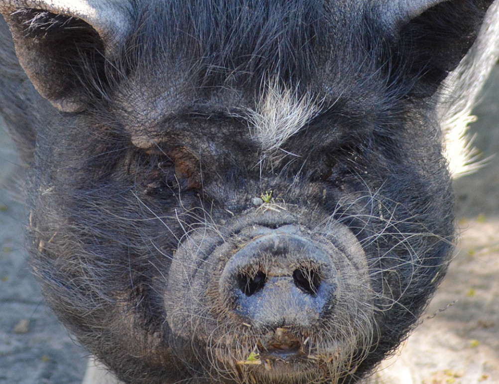 Vietnamese Pot Bellied Pig Lehigh Valley Zoo