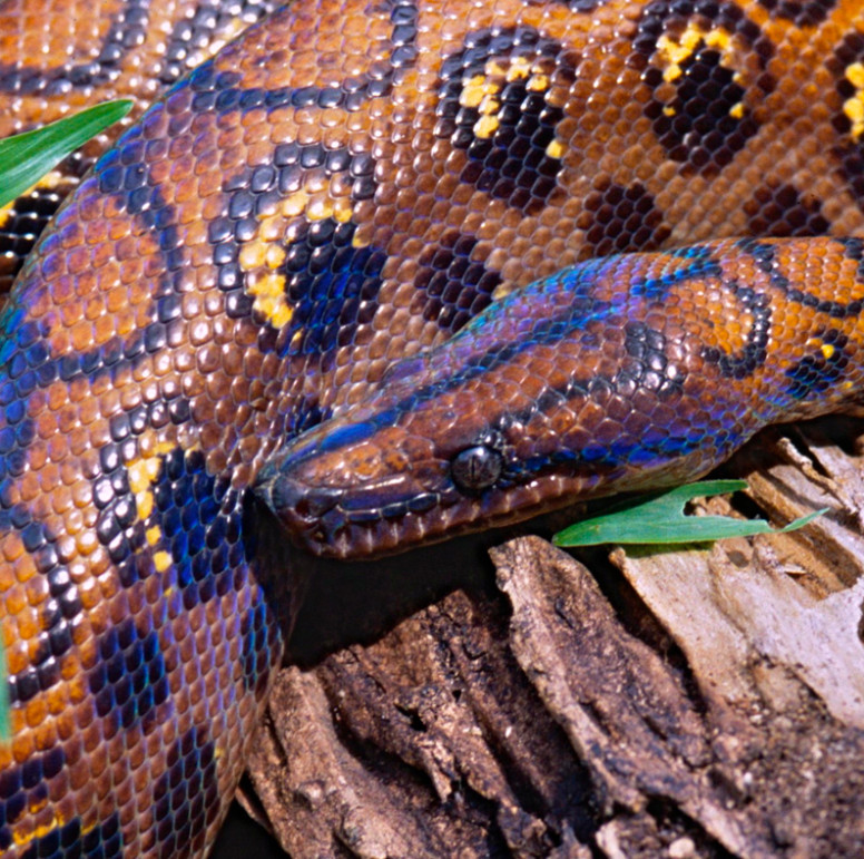 Rainbow Boa Lehigh Valley Zoo