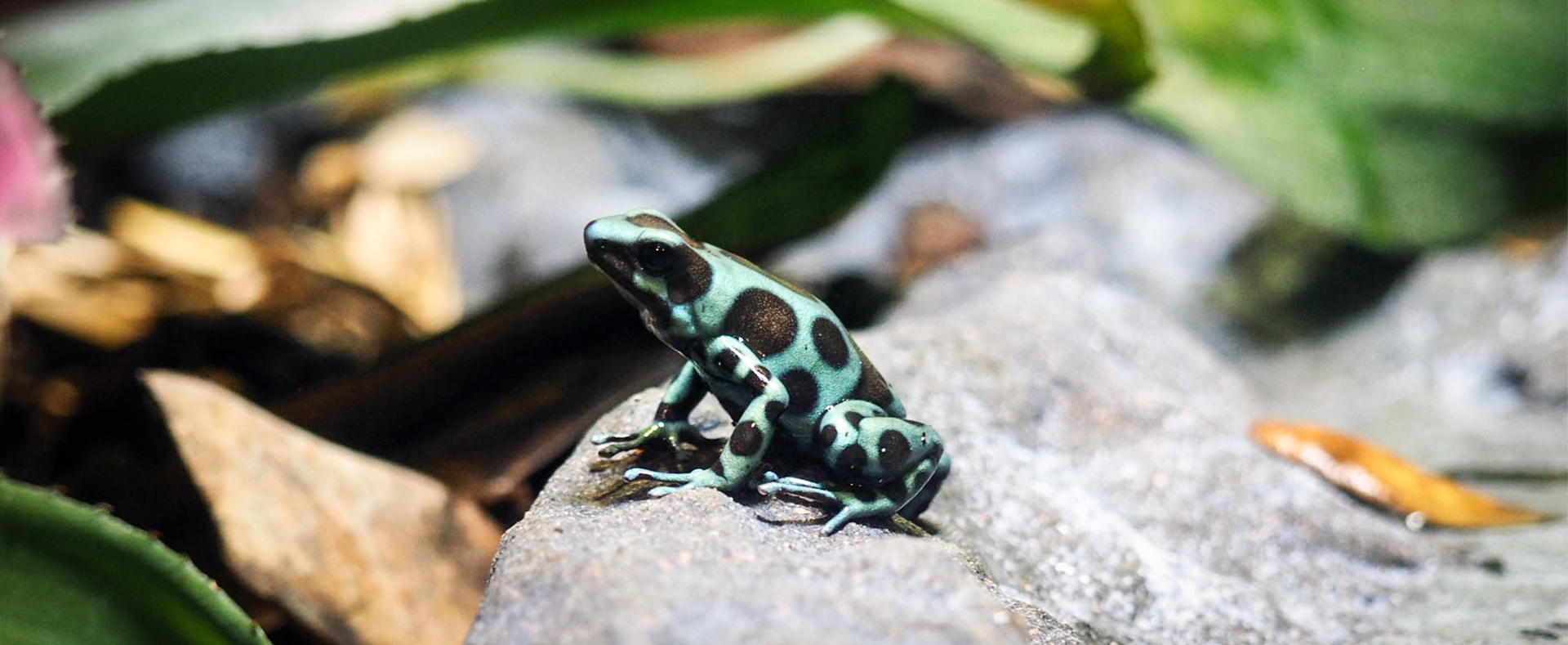 Green and Black Poison Dart Frog - Connecticut's Beardsley Zoo