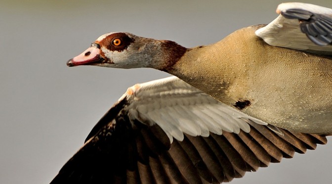 Egyptian Goose