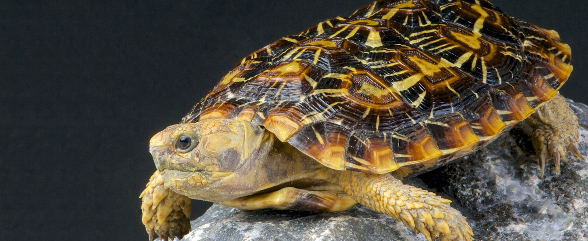 Pancake Tortoise - Lehigh Valley Zoo