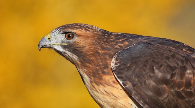 Behavioral ecology of red tailed hawks