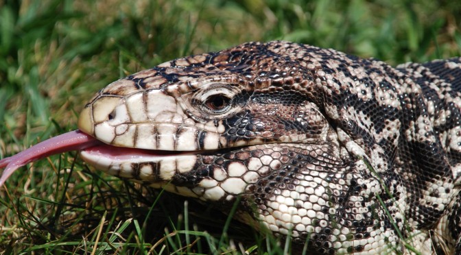 What would you use to trap a tegu? - The Wildlife Society