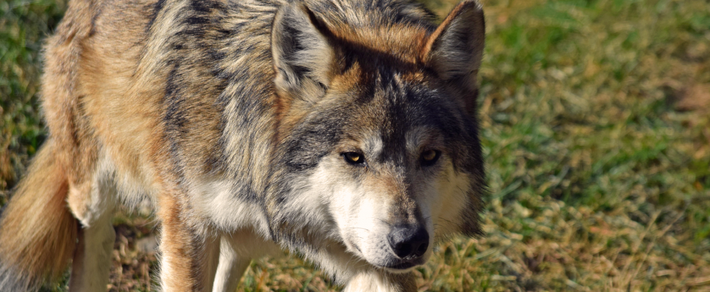Mexican Gray Wolf - Lehigh Valley Zoo