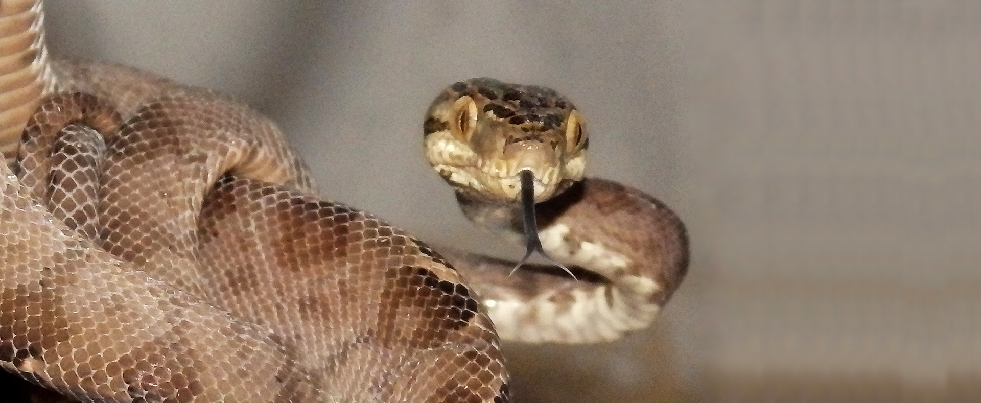 Tree Boa - Lehigh Valley Zoo