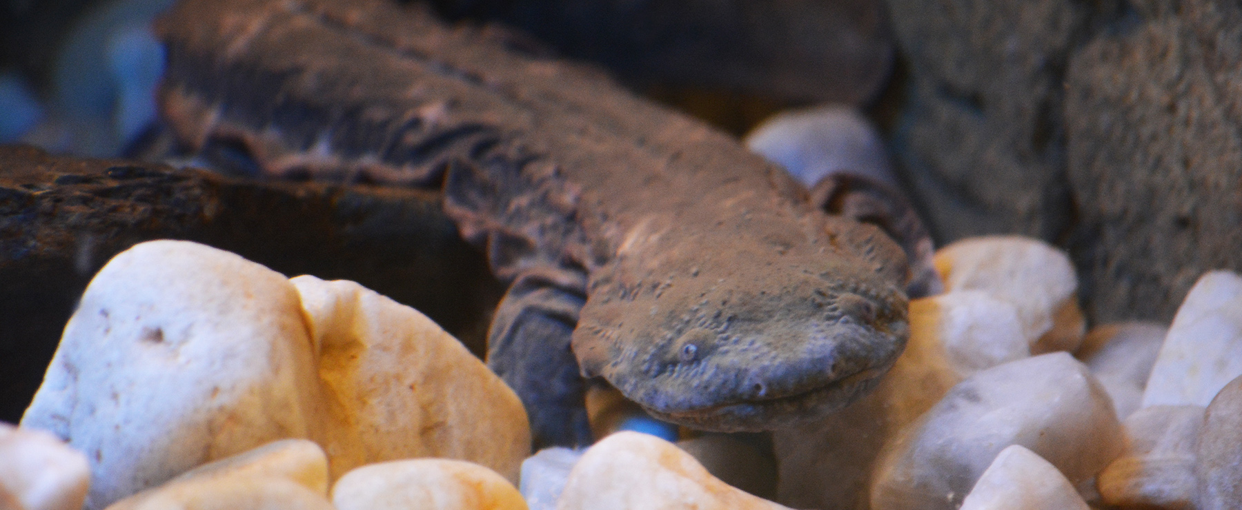 hellbender plush