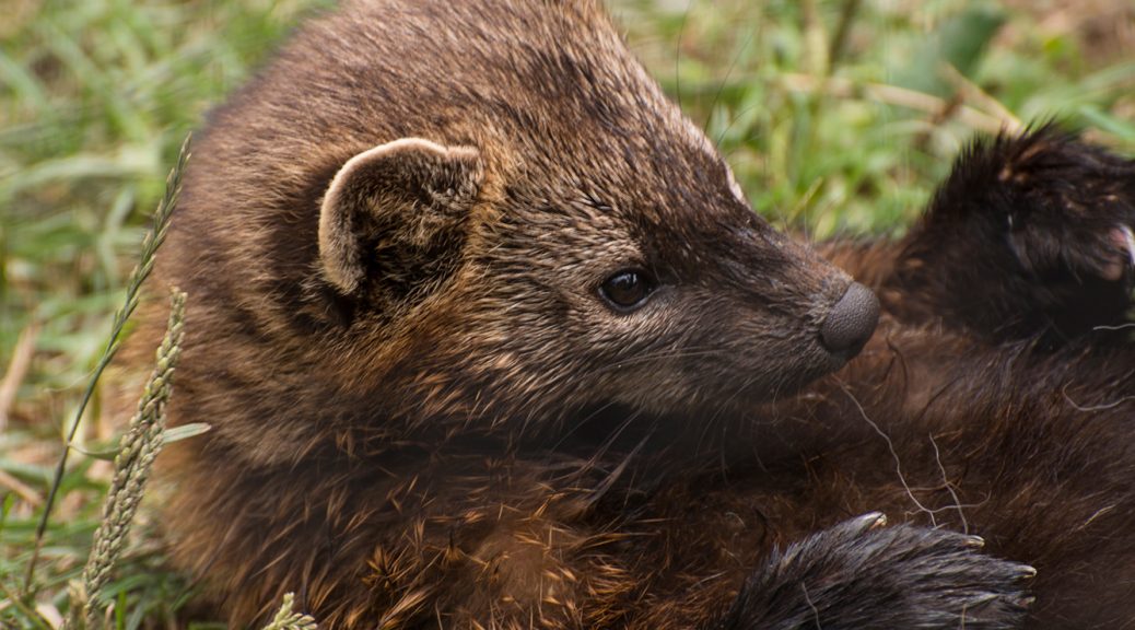 fisher animal washington state Despite signs of comeback, fishers to