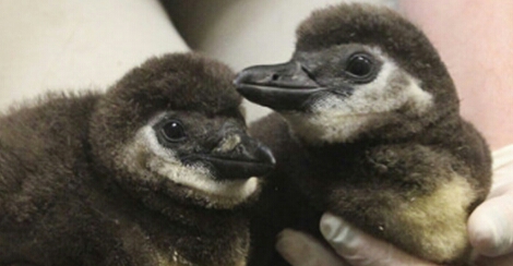 First chance to meet the African Penguin Chicks! - Lehigh Valley Zoo