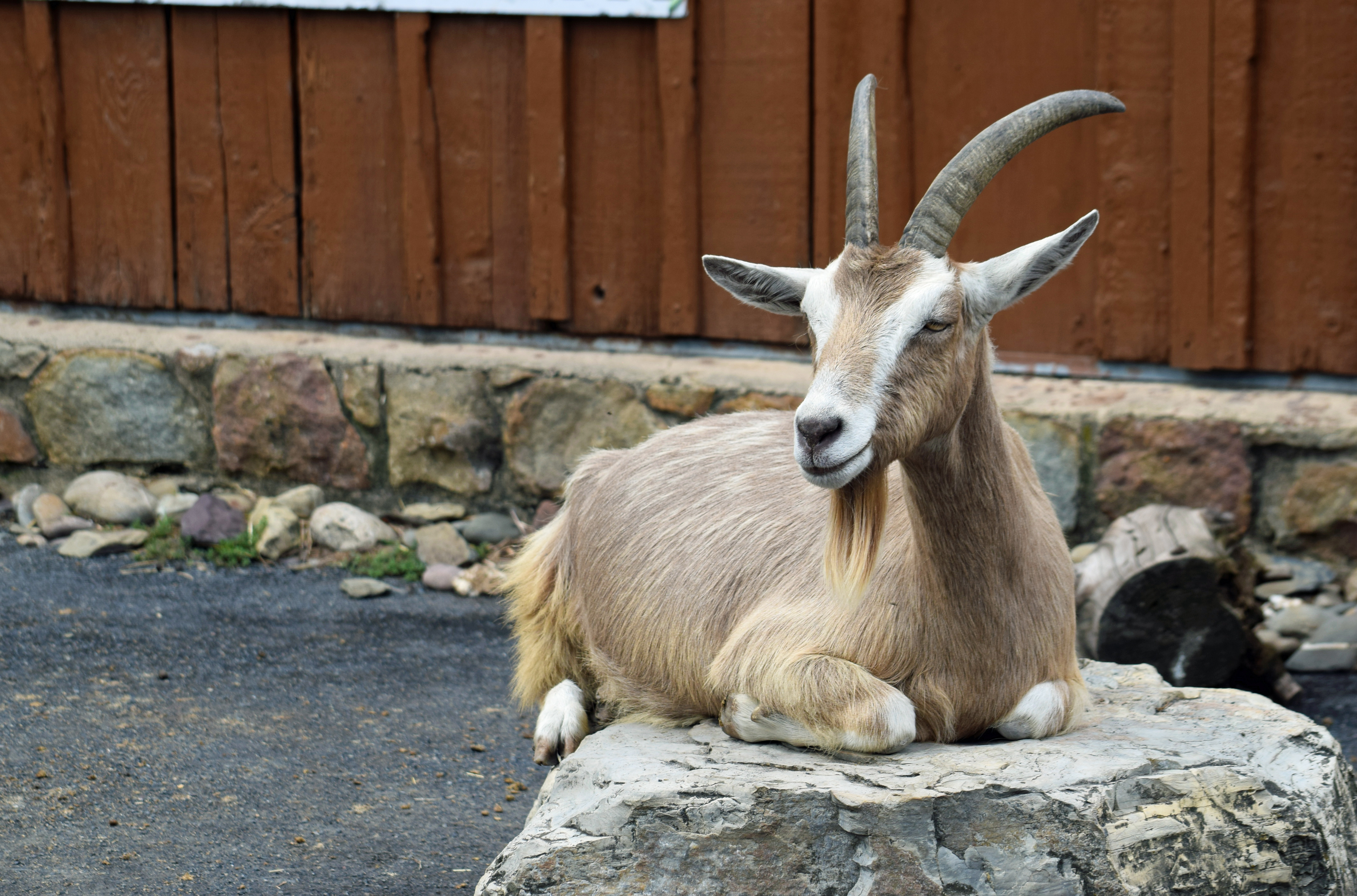 toggenburg-goat-lehigh-valley-zoo