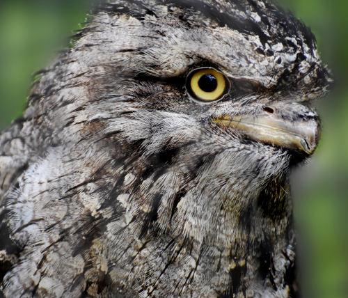 Tawny Frogmouth - Lehigh Valley Zoo