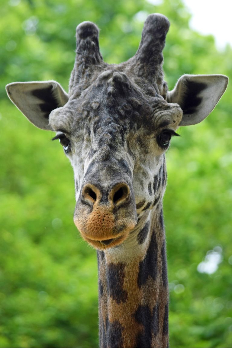 Lehigh Valley Zoo Mourns Loss of Murphy the Masai Giraffe - Lehigh