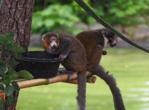 Image: Mongoose Lemurs Mico (left) and Abby (right) eating lunch in a tree