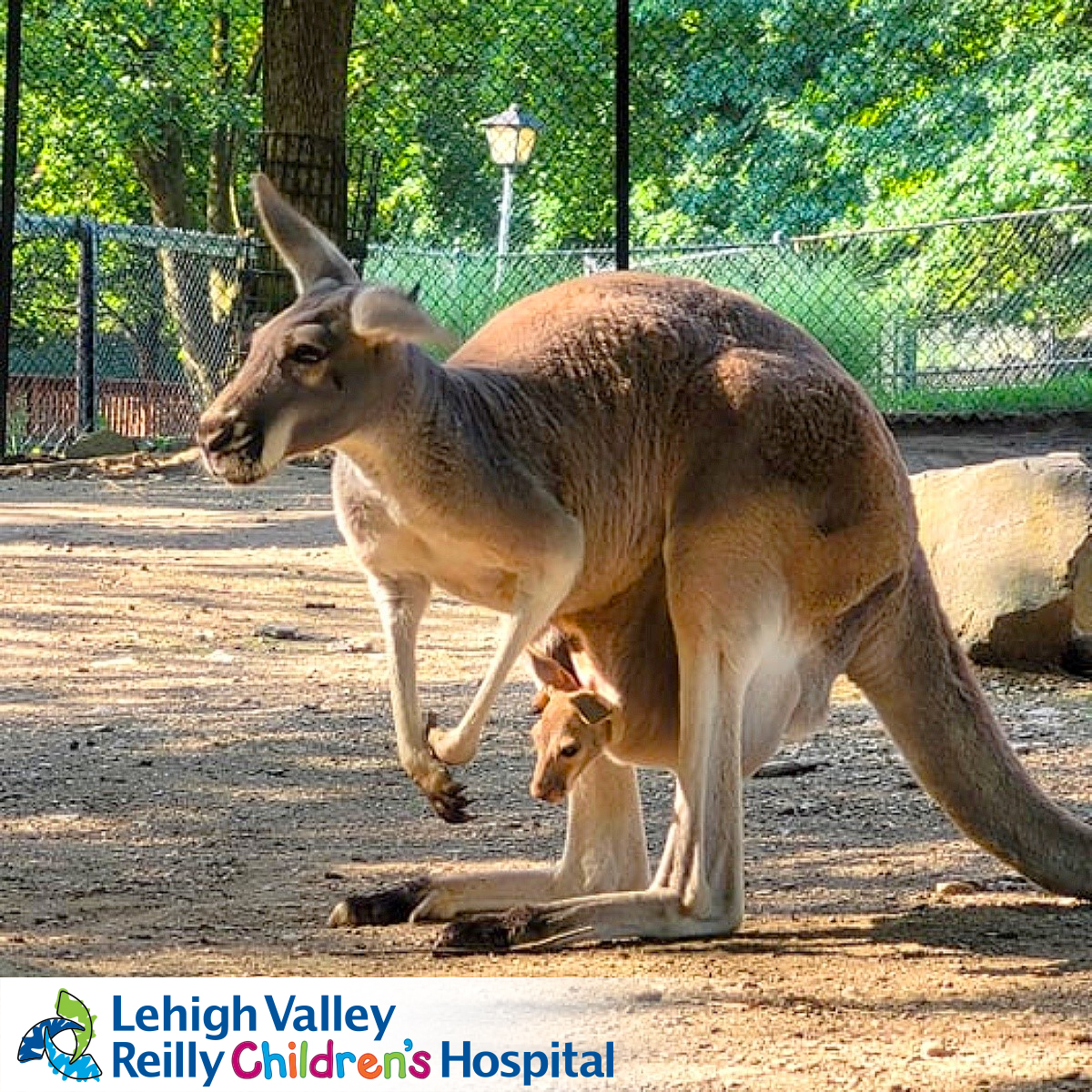 Lehigh Valley Zoo Another 'Roo Lehigh Valley Zoo