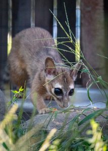 LV ZOO WELCOMES A LV ZOO WELCOMES A TAMMAR WALLABY AND AN EASTERN SCREECH  OWL - Lehigh Valley Zoo