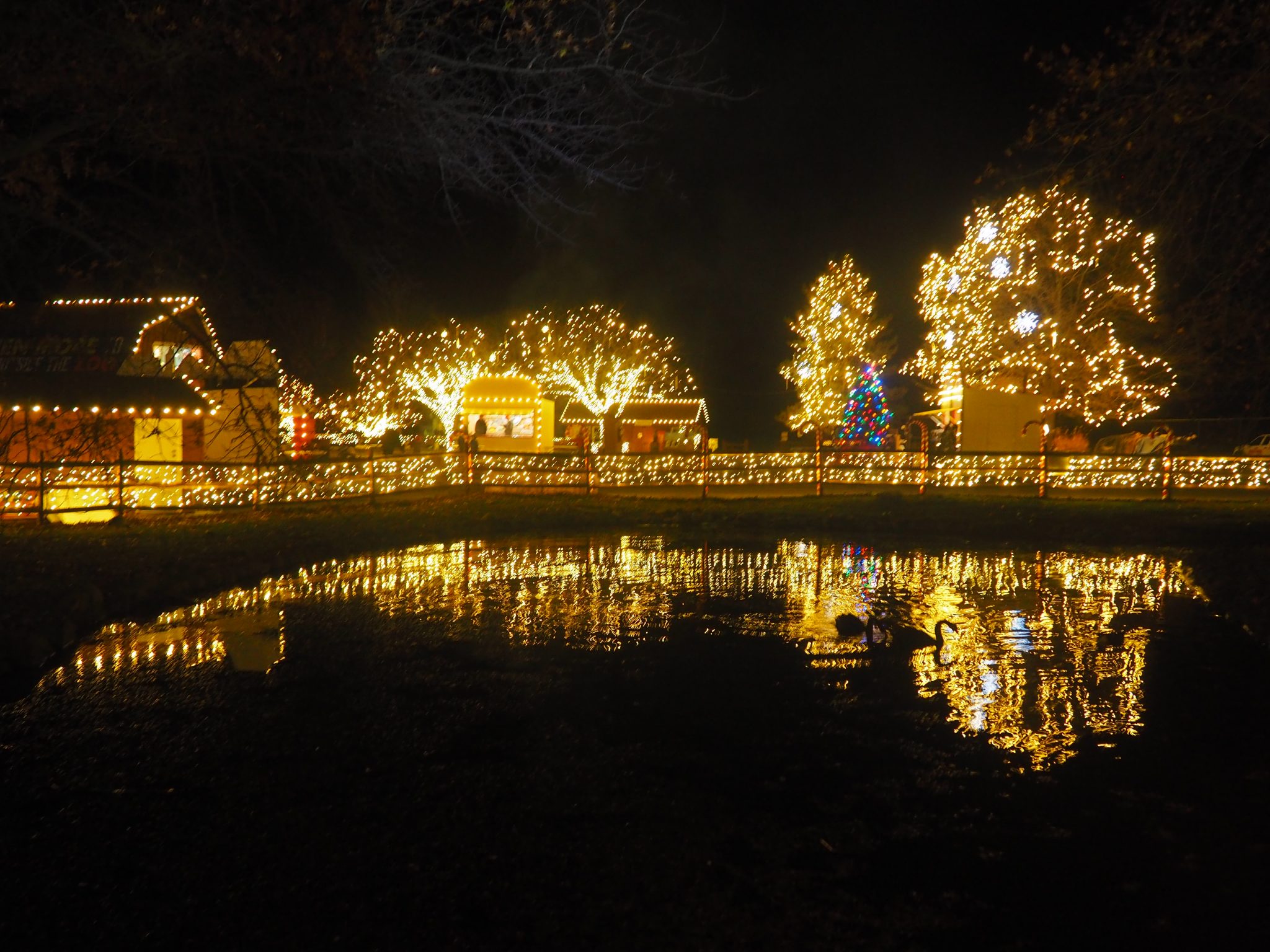 Winter Light Spectacular Lehigh Valley Zoo