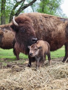 Bison calf with its mother