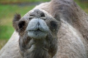 Photo of Baby, the dromedary camel