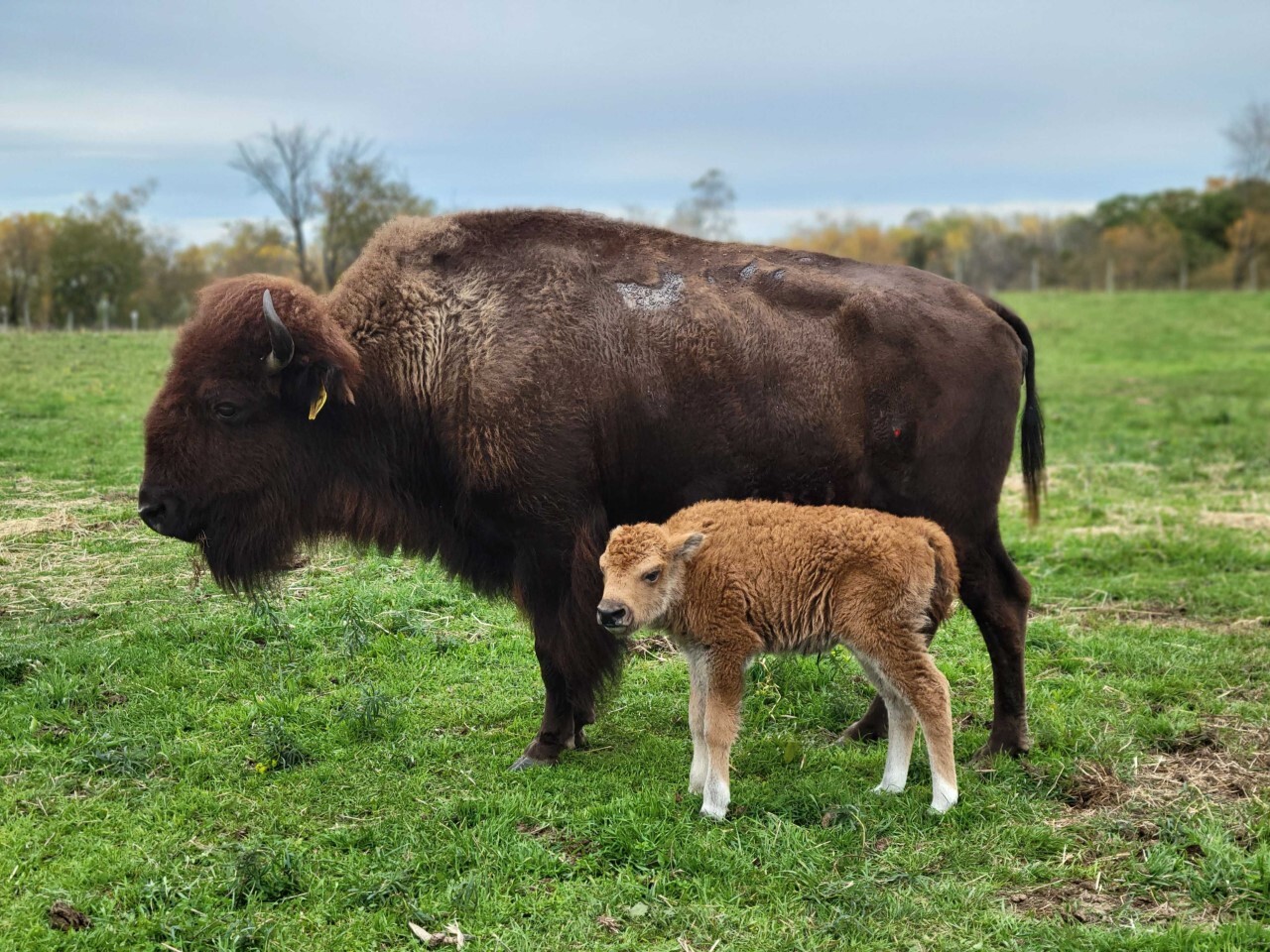 Bison Calf Born on Trexler Nature Preserve - Lehigh Valley Zoo