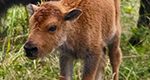 LV ZOO WELCOMES A LV ZOO WELCOMES A TAMMAR WALLABY AND AN EASTERN SCREECH  OWL - Lehigh Valley Zoo