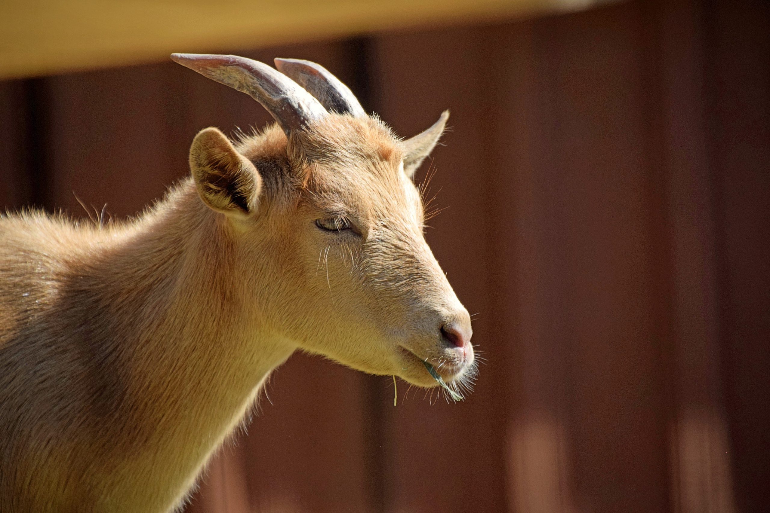 Pygmy Goat - Lehigh Valley Zoo