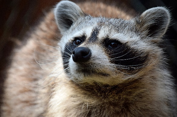 Inside The Zoo Blog - Lehigh Valley Zoo