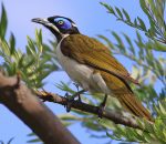 Blue-faced honeyeaters