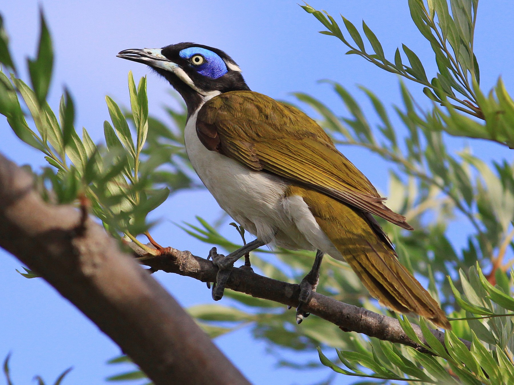 Blue-faced honeyeaters - Lehigh Valley Zoo